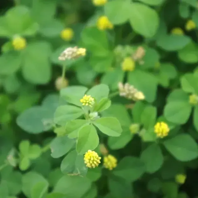 thumbnail for publication: Biology and Management of Black Medic (Medicago lupulina) in Ornamental Crop Production and Landscape Planting Beds